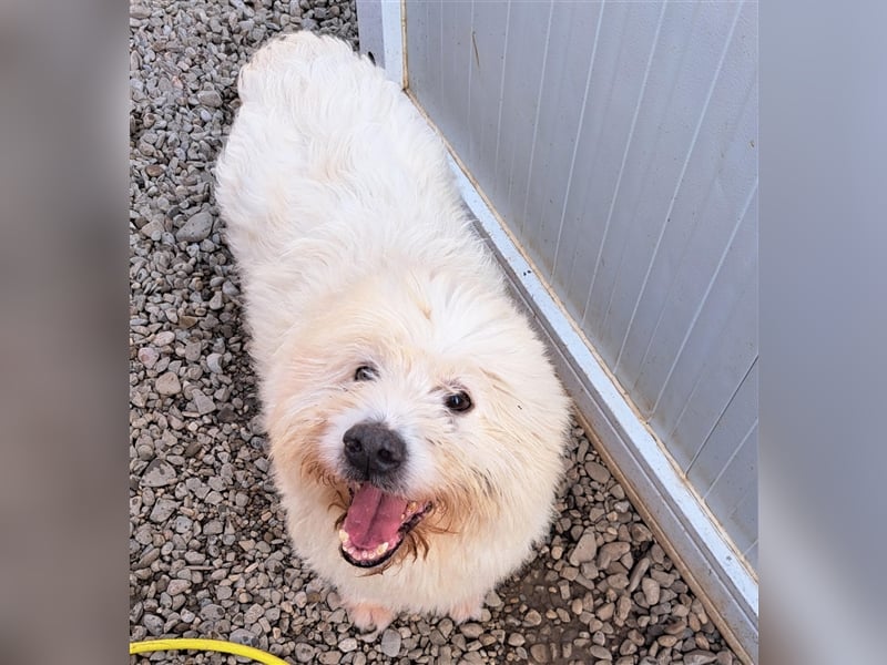 Jack, Mix, Rüde, ca. 6 Jahre, ca. 50 cm