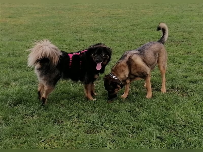 Jaka, Mix, Rüde, geb. 02.02.2018, ca. 45 cm