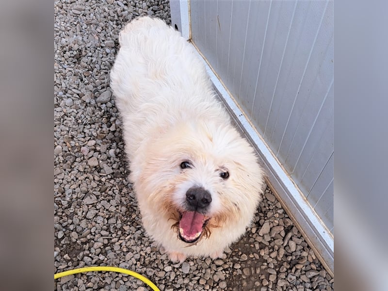 Jack, Mix, Rüde, ca. 6 Jahre, ca. 50 cm