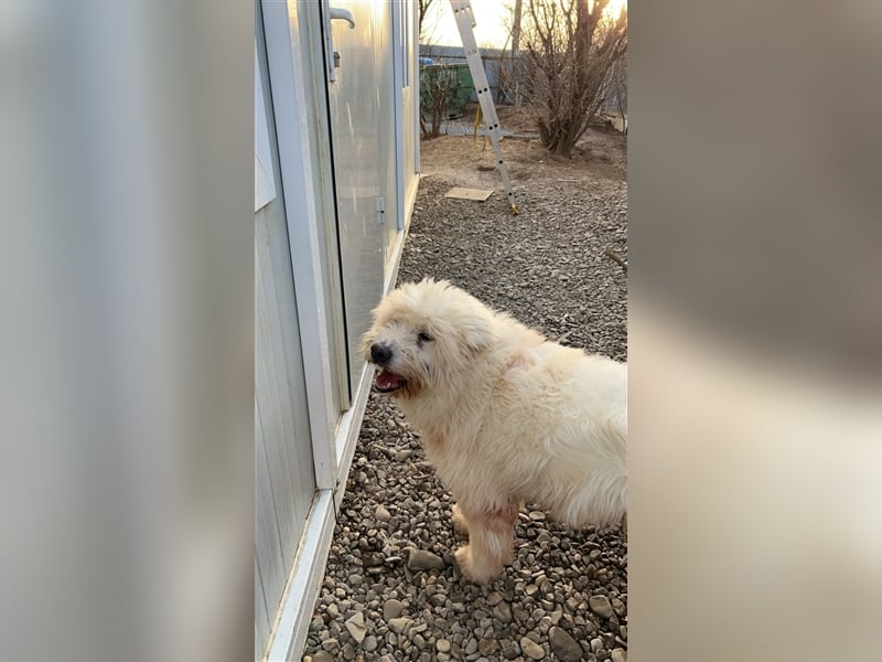 Jack, Mix, Rüde, ca. 6 Jahre, ca. 50 cm