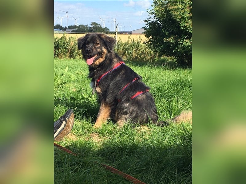 Jaka, Mix, Rüde, geb. 02.02.2018, ca. 45 cm