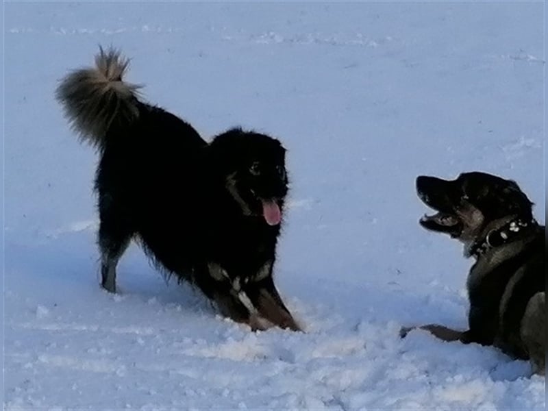 Jaka, Mix, Rüde, geb. 02.02.2018, ca. 45 cm