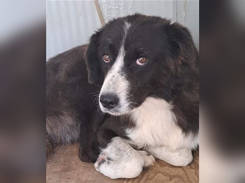 Laya, Mix, Hündin, geb. 08.2018, ca. 45 - 50 cm