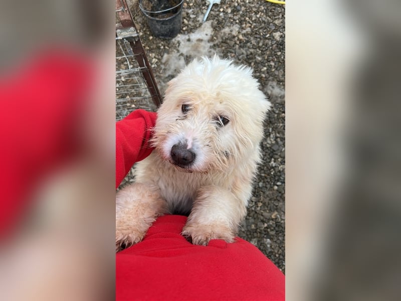 Jack, Mix, Rüde, ca. 6 Jahre, ca. 50 cm