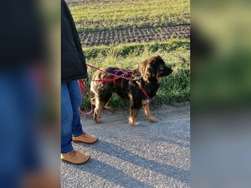 Jaka, Mix, Rüde, geb. 02.02.2018, ca. 45 cm