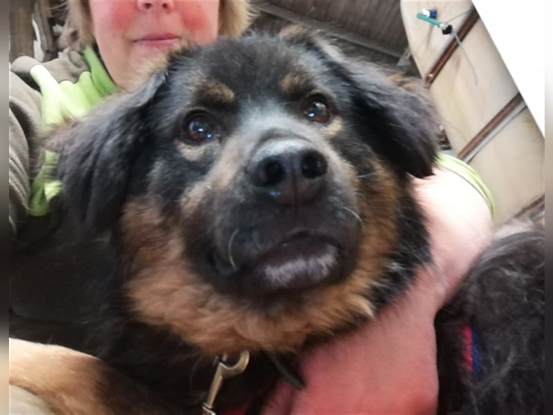 Jaka, Mix, Rüde, geb. 02.02.2018, ca. 45 cm