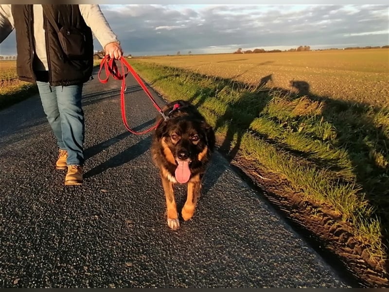 Jaka, Mix, Rüde, geb. 02.02.2018, ca. 45 cm