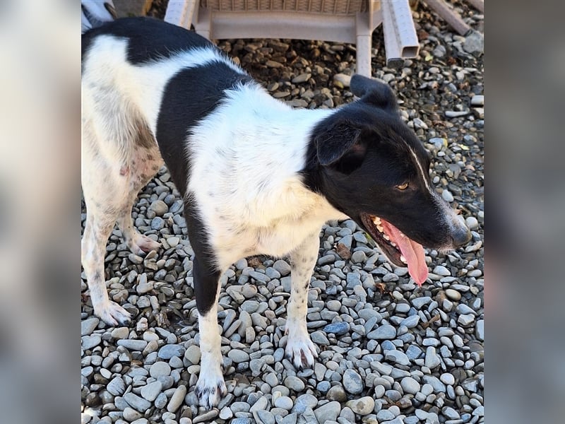 Hope, Mix, Hündin, geb. ca. 01.2023, ca. 45 cm