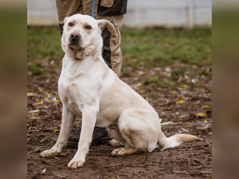 Erik, ein charismatischer Charakterkopf, der auf andere Hunde prima verzichten kann
