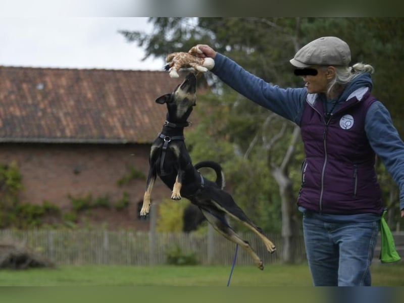 Pepper, Lebensfreude pur, aufgeweckt und anschmiegsam