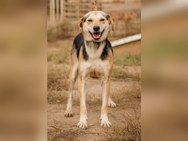Fitos, der Gute-Laune-Bär wünscht sich eine aktive Familie