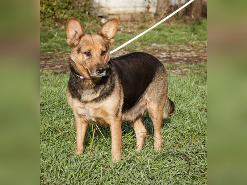 Vanda, treu und ergeben wartet sie auf ihre Chance