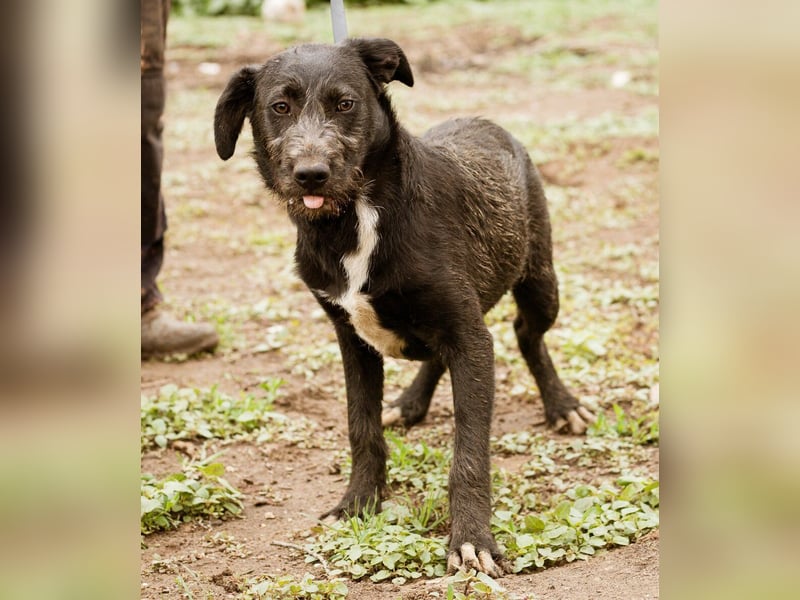 Venom, kleiner Stöpsel sucht liebe Familie