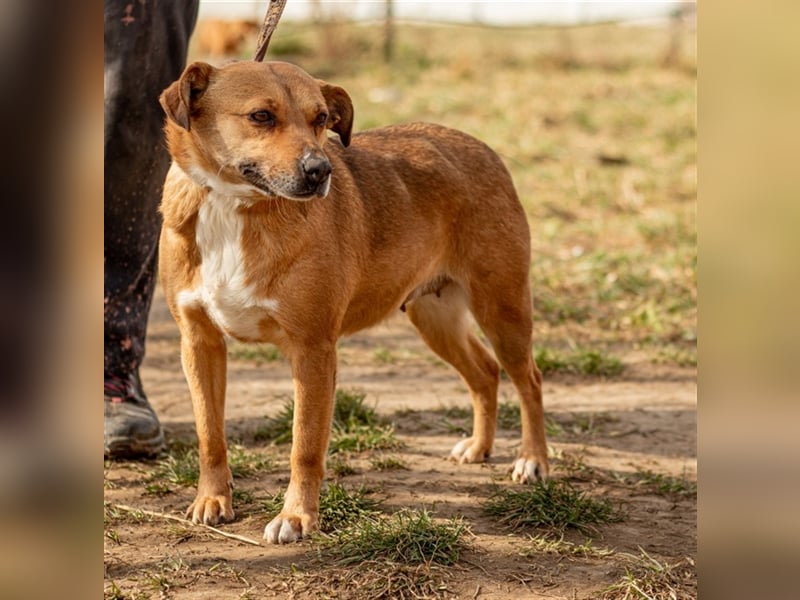 Mary liebes, anhängliches Hundemädel sehnt sich nach Euch!
