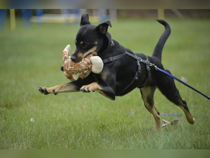 Pepper, Lebensfreude pur, aufgeweckt und anschmiegsam