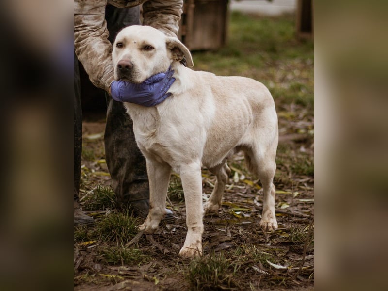 Erik, ein charismatischer Charakterkopf, der auf andere Hunde prima verzichten kann