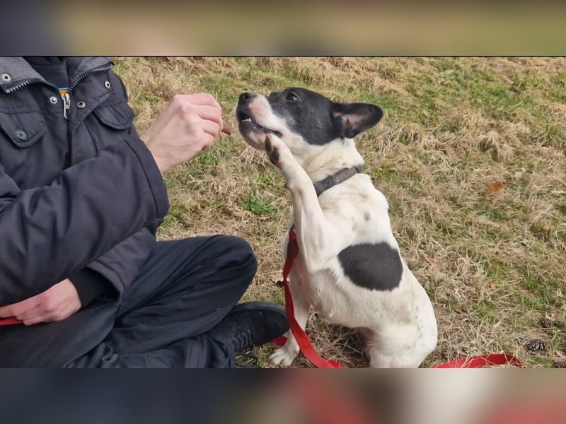 Havana, sucht einfühlsame Menschen mit Humor