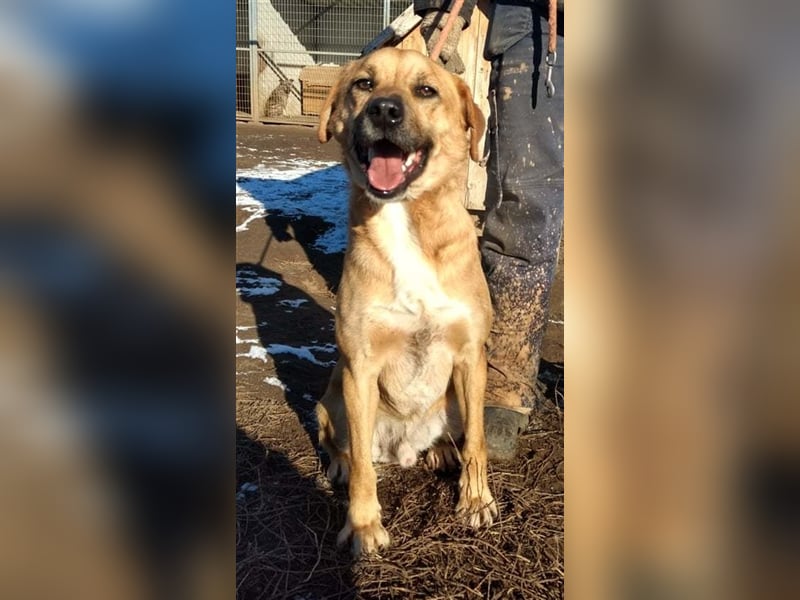 ÖRS sucht Lieblingsmensch für eine immer währende Kuscheleinlage