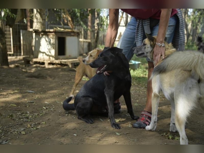Billy-baut gerne Sandburgen, braucht dabei aber einen sicheren Partner an seiner Seite