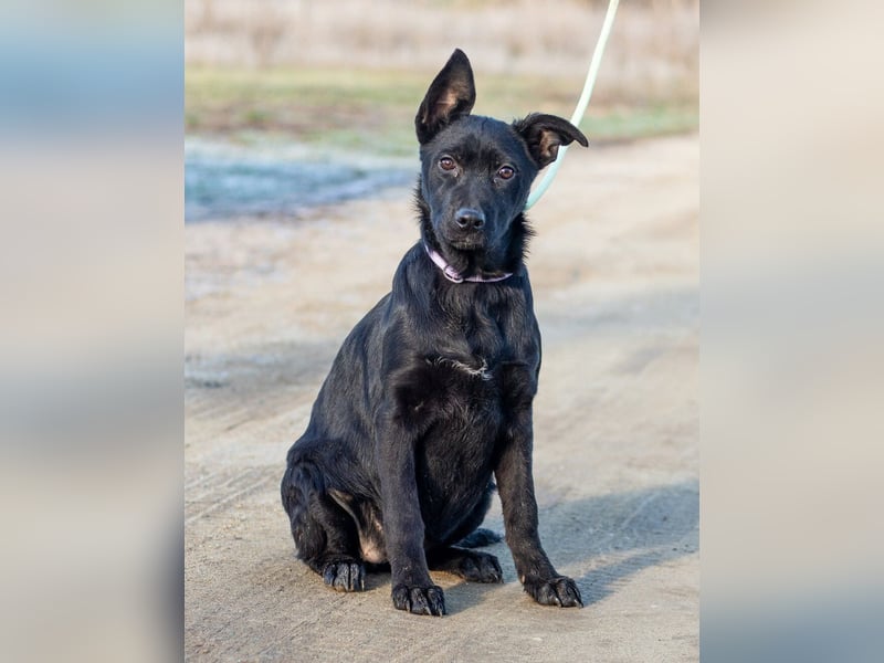 Aurora, ist noch sehr jung und möchte viel Hundekumpels kennen lernen