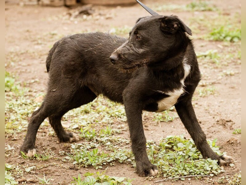 Venom, kleiner Stöpsel sucht liebe Familie