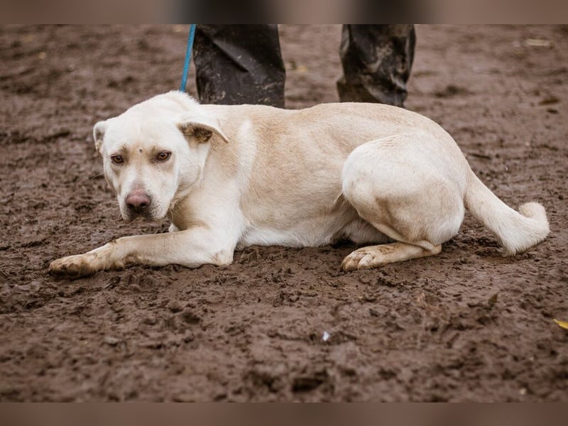 Erik, ein charismatischer Charakterkopf, der auf andere Hunde prima verzichten kann