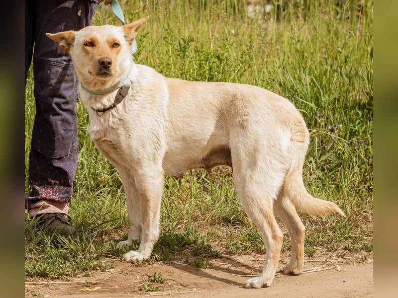Buco, süße Hündin möchte so gern von einer Familie aufgenommen werden