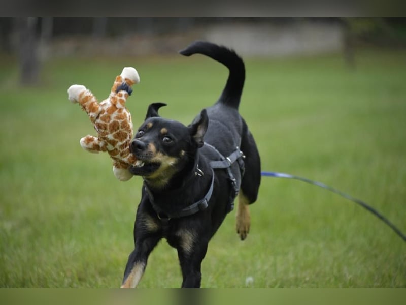 Pepper, Lebensfreude pur, aufgeweckt und anschmiegsam
