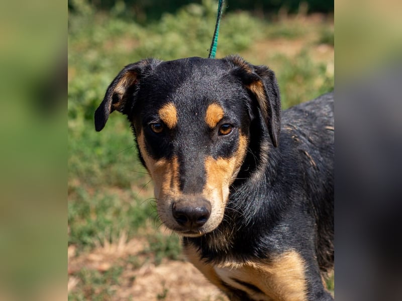 Balu, sucht ein tolles Zuhause mit viel Aktivität