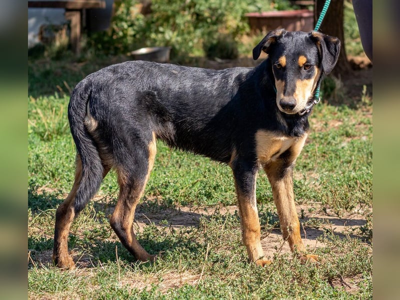 Balu, sucht ein tolles Zuhause mit viel Aktivität