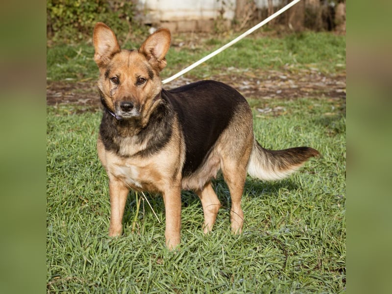 Vanda, treu und ergeben wartet sie auf ihre Chance