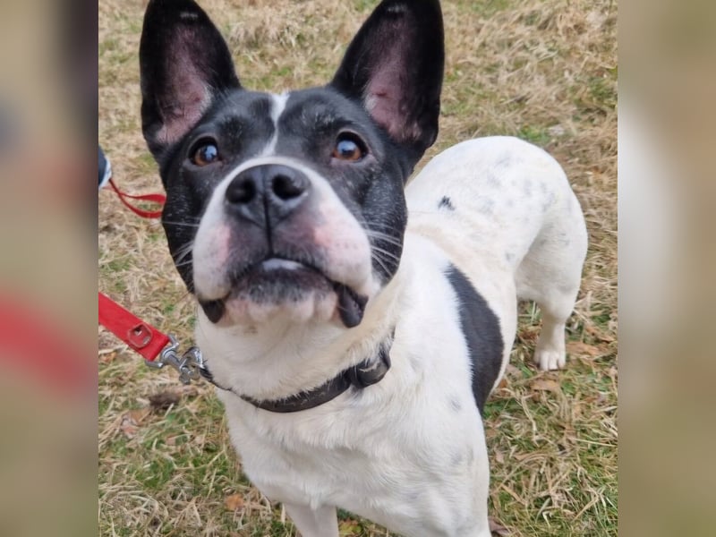 Havana, sucht einfühlsame Menschen mit Humor