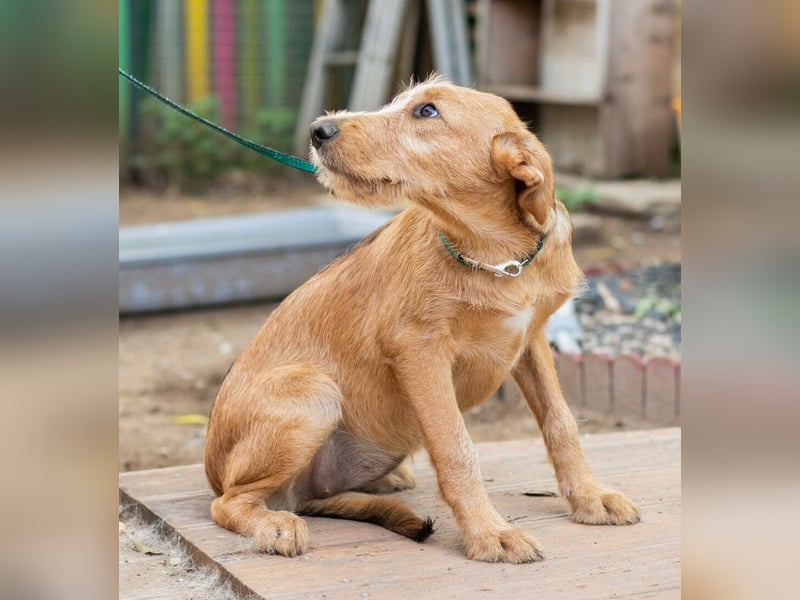 Miimi- Kleines Hundemädchen möchte die Welt entdecken