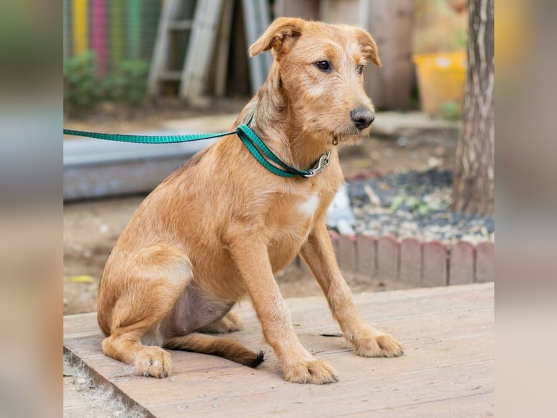 Miimi- Kleines Hundemädchen möchte die Welt entdecken