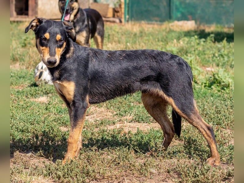 Balu, sucht ein tolles Zuhause mit viel Aktivität