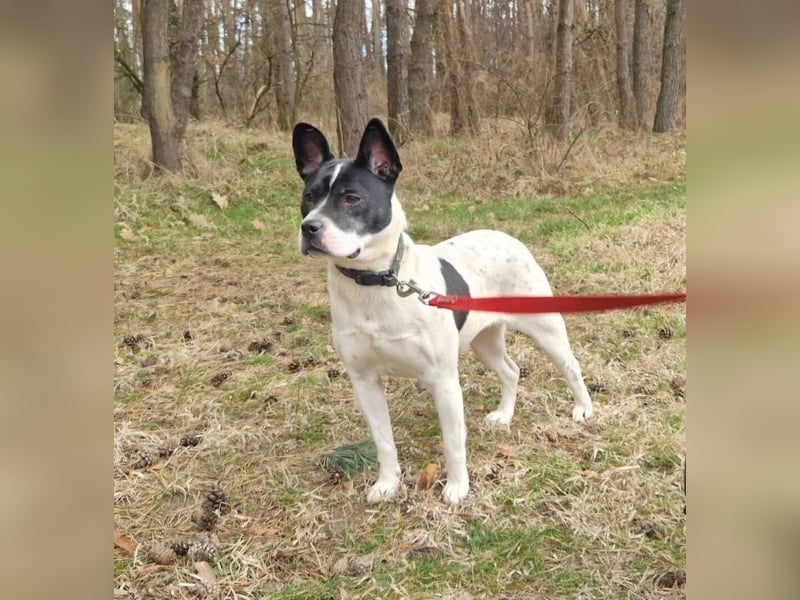 Havana, sucht einfühlsame Menschen mit Humor