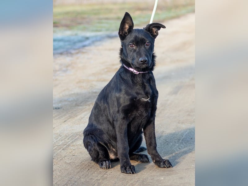 Aurora, ist noch sehr jung und möchte viel Hundekumpels kennen lernen