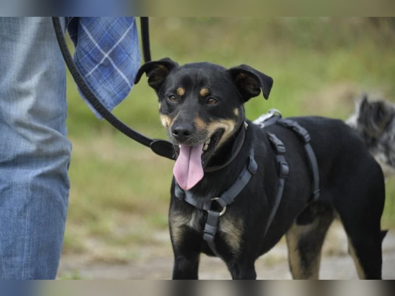 Pepper, Lebensfreude pur, aufgeweckt und anschmiegsam