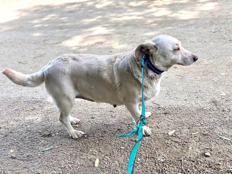 Hopihe, kleine Schneeflocke sucht ein ruhiges entspanntes Zuhause