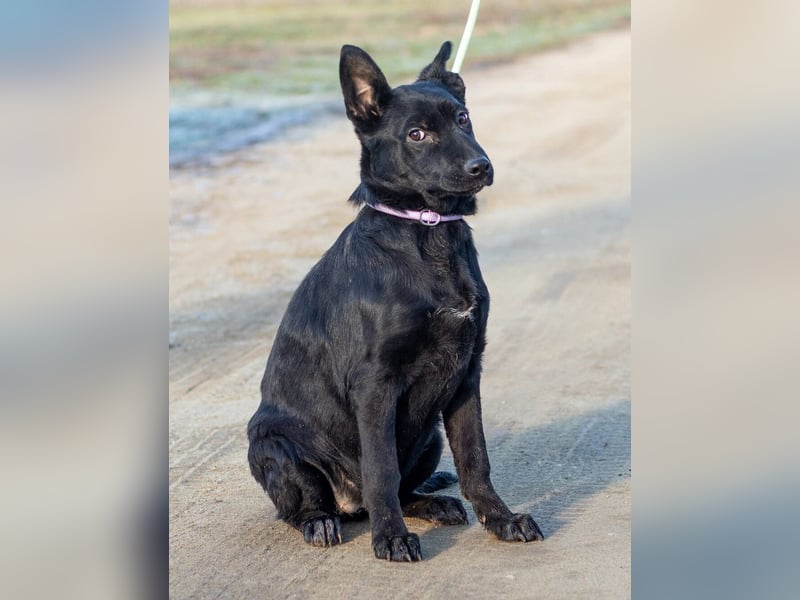 Aurora, ist noch sehr jung und möchte viel Hundekumpels kennen lernen