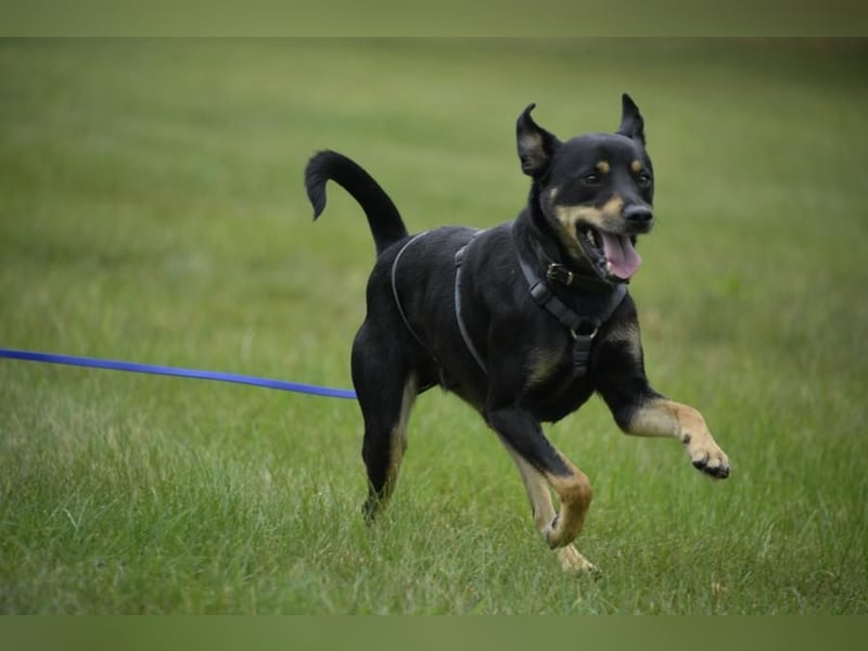 Pepper, Lebensfreude pur, aufgeweckt und anschmiegsam