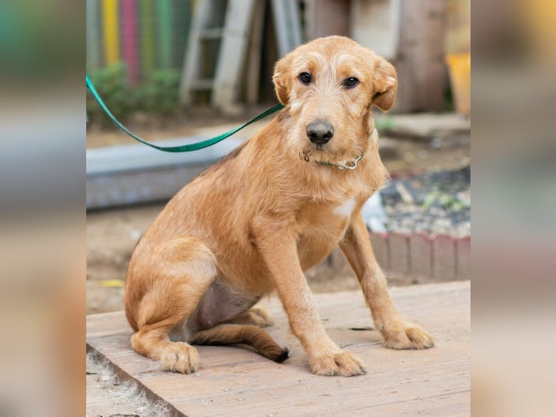 Miimi- Kleines Hundemädchen möchte die Welt entdecken