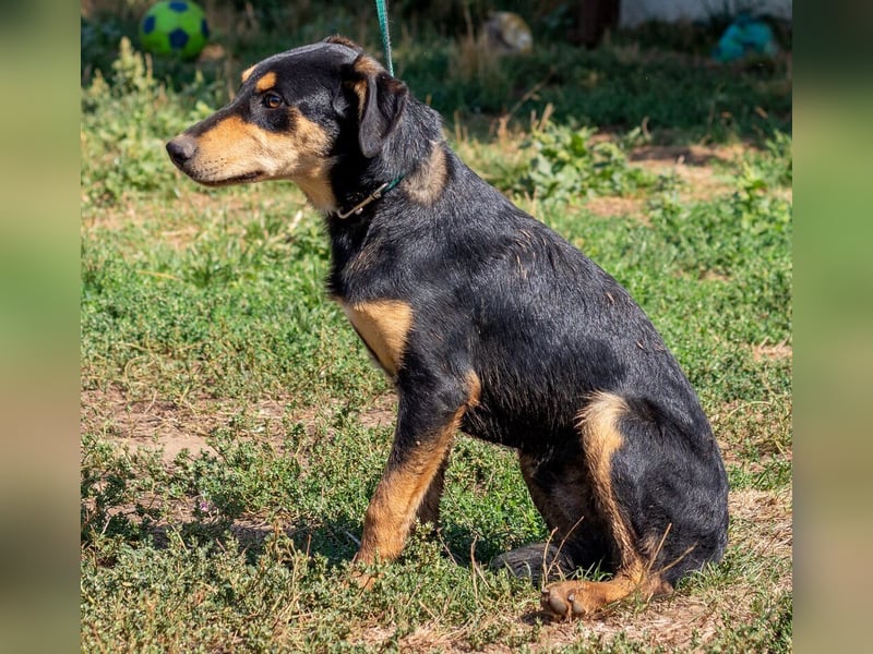 Balu, sucht ein tolles Zuhause mit viel Aktivität