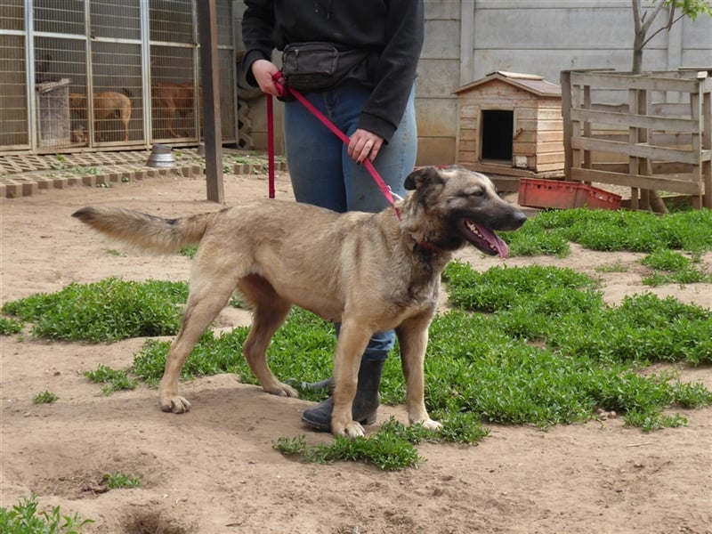 Enya, eine herzensgute Hündin