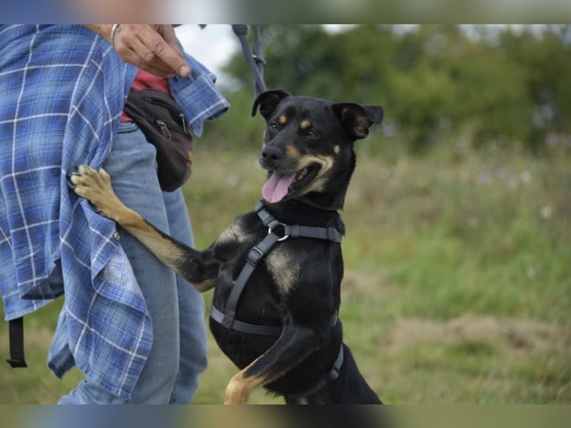 Pepper, Lebensfreude pur, aufgeweckt und anschmiegsam