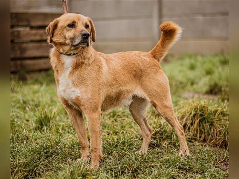 ÖRS sucht Lieblingsmensch für eine immer währende Kuscheleinlage