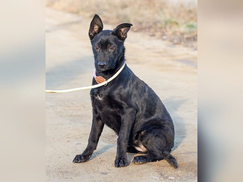 Aurora, ist noch sehr jung und möchte viel Hundekumpels kennen lernen