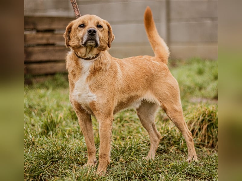 ÖRS sucht Lieblingsmensch für eine immer währende Kuscheleinlage