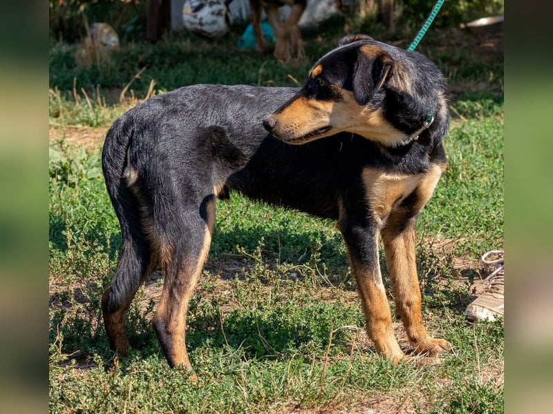 Balu, sucht ein tolles Zuhause mit viel Aktivität