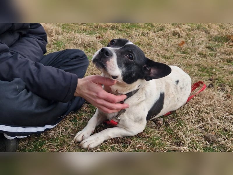 Havana, sucht einfühlsame Menschen mit Humor